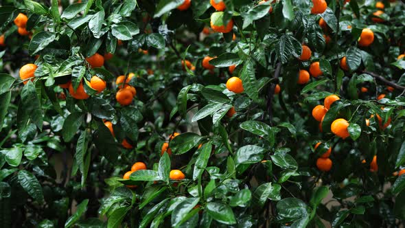 Many Ripe Tangerines Hang on Tree Branches Among Green Foliage