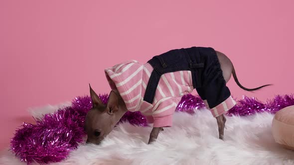 Xoloitzcuintle in Jumpsuit on a Pink Background