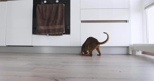 Young Purebred Abyssinian Cat Playing with a Mouse