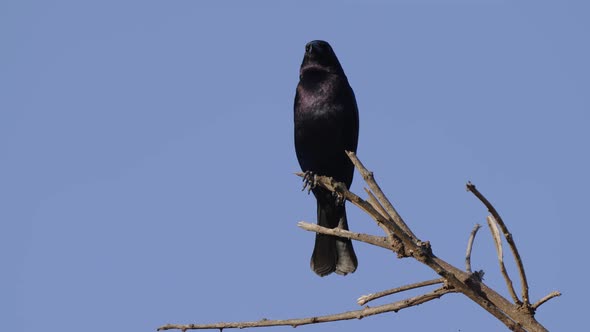 Close up shot of a wild shiny cowbird; molothrus bonariensis, perched on tree branch with glossy plu