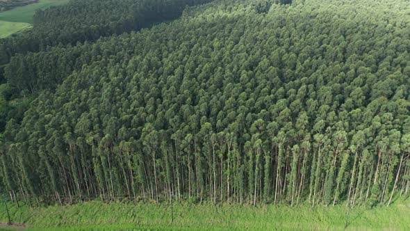 Tropical Forest Aerial