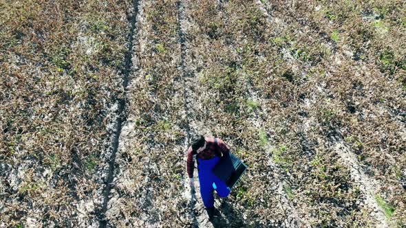 Agronome Is Walking with a Laptop Along the Withered Plantation