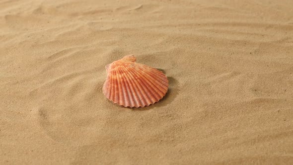 Sea Shells, Pink, on Sand, Rotation