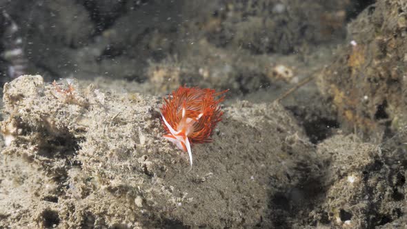 Stunning featured Nudibranch contrasted against a dull reef structure . Underwater view