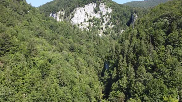 Forest in the Mountains Aerial View