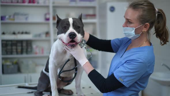 Joyful Dog Licking Veterinarian Talking to Pet in Veterinary Clinic and Laughing