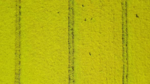 Top Down Aerial Shot of the Beautiful Blooming Canola Field During Day