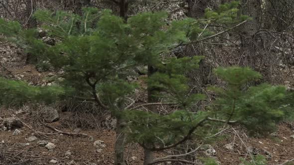 Man Climbing Jungle