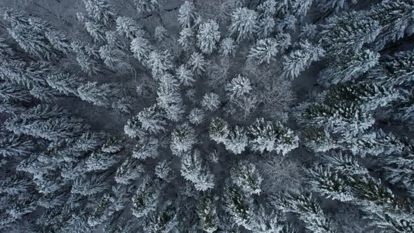 Bird'seye Top Down View of Snow Covered Forest and Frosty Tree Tops