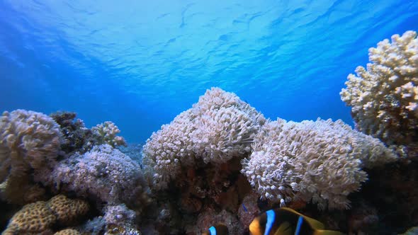 Tropical Clownfish Blue Underwater Sea