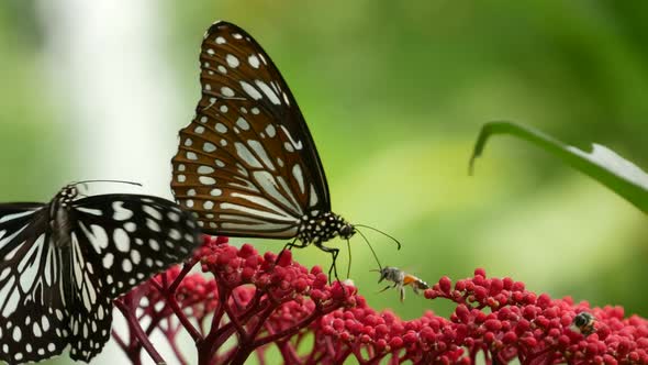 Tropical Exotic Butterfly in Jungle Rainforest Sitting on Green Leaves, Macro Close Up. Spring