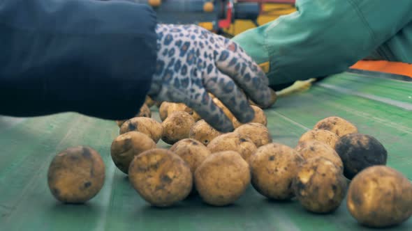 Two Workers Sort Lots of Potatoes on a Line