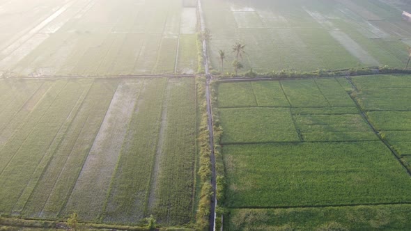 Aerial view of green rice fields in the morning