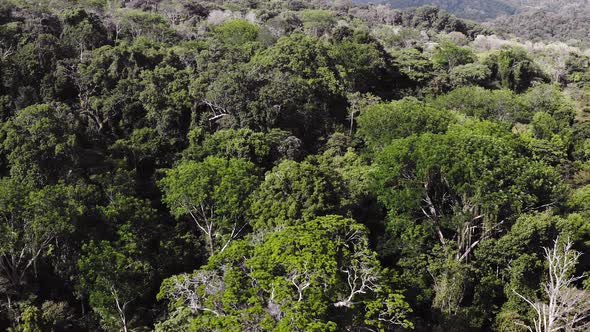 Aerial Drone View of Primary Rainforest Canopy and Large Trees in Costa Rica, Tropical Jungle Landsc