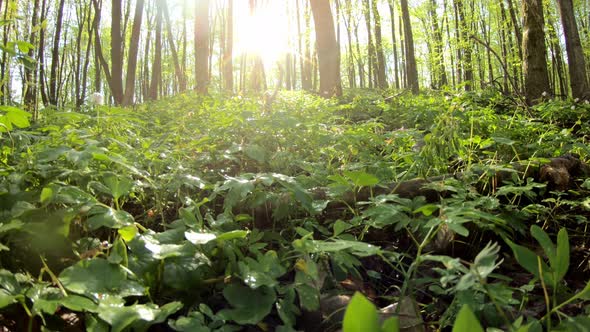 Herbaceous Thickets In The Forest In Early Spring In The Forest