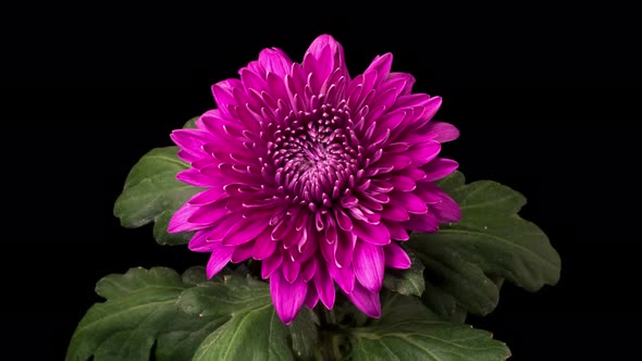 Beautiful Purple Chrysanthemum Flower Opening