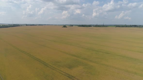 Yellow Wheat Field