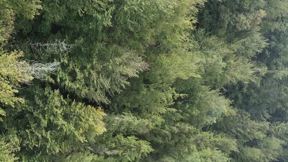 Vertical Video Aerial View of Trees in the Forest