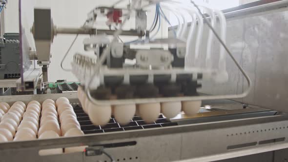 Machine sorting fresh eggs in a chicken farm