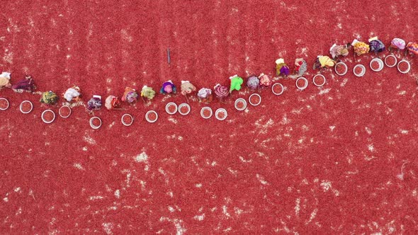 Aerial view of women collecting red chilli, Bangladesh.