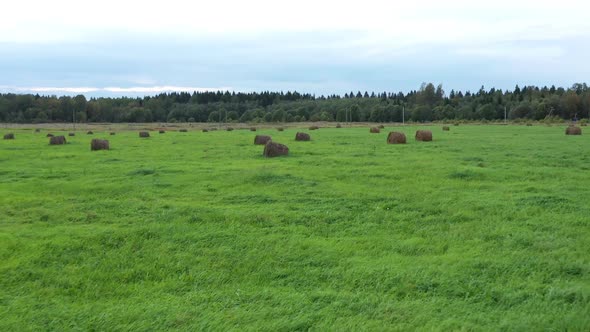 Haystacks on Field with Green Grass. Autumn Time