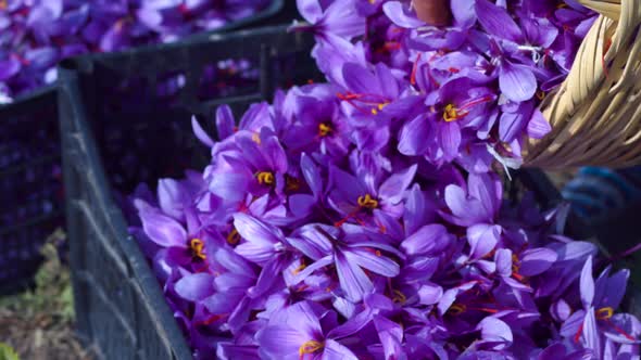 Safranbolu saffron cultivation.