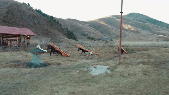 Beautiful scene of tree horses carry on wooden beams on the farm and mountains at the back