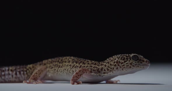 Small Gecko with Black Dots on Its Skin is Looking and Breathing Wildlife