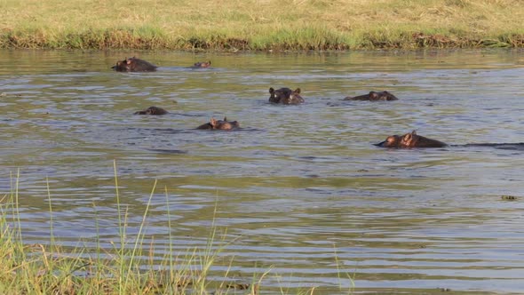 Hippo Hippopotamus, Okavango delta, Africa safari wildlife