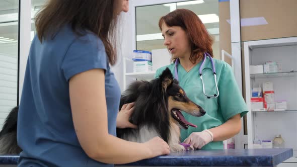 Vet Doctor Consulting Owner of Collie in Clinic