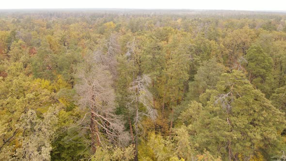 Trees in the Forest on an Autumn Day