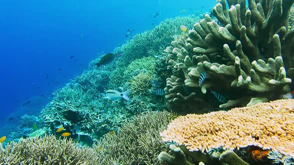 Many Sergeant Fish Swimming Above the Beautiful Hard Coral on the Reef Edge