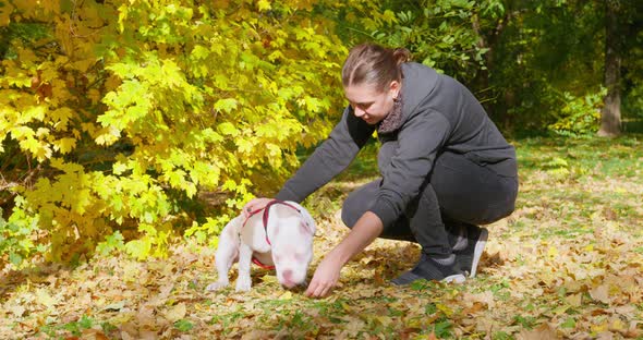 Young Curvy Woman Feeds American Bully Friend in Autumn Park