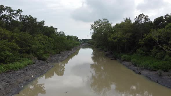 Aerial move at the river with mangrove tree