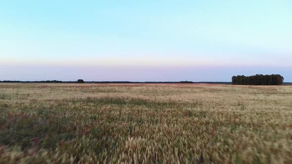 Flying Over the Evening Field