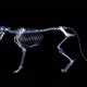 X-ray Feline Skeleton - VideoHive Item for Sale