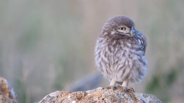 Little owl in natural habitat Athene noctua