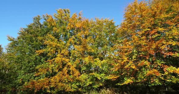 Foliage of beech , forest of Compiegne, Picardy, France