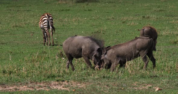 Warthog, phacochoerus aethiopicus, Adults Fighting, Nairobi Park in Kenya, real Time 4K