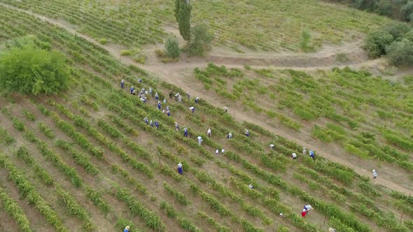 Aerial view of group working on hill grapes fields in Greece.