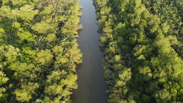 Aerial look down river with green bush tree