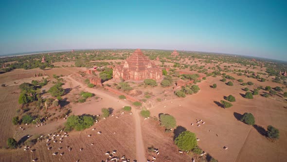 Flying Over Dhammayangyi Pagoda in Bagan