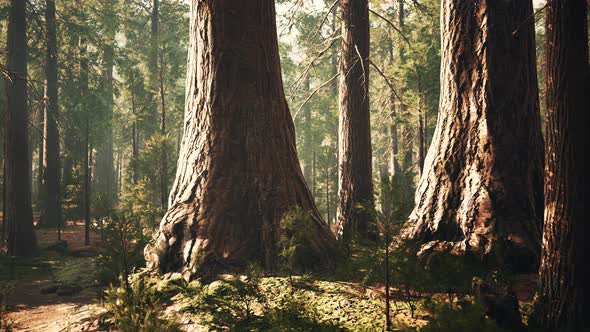 Giant Sequoias in the Giant Forest Grove in the Sequoia National Park