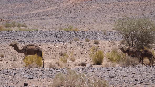 Herd wild dromedary camels around Ait Zeggane