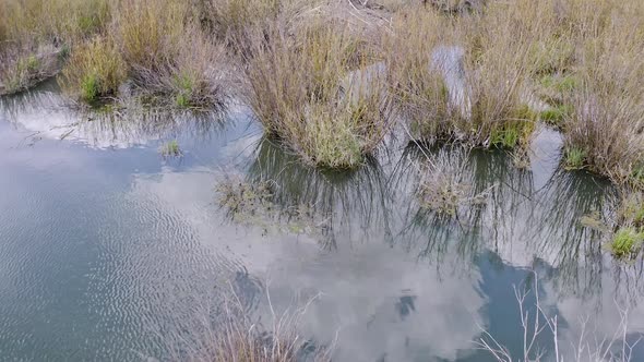 Flying over pond looking down at beaver lodge surrounded by willows