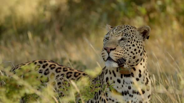 Closeup of Wild Leopard Face Closeup Walking in the Forest