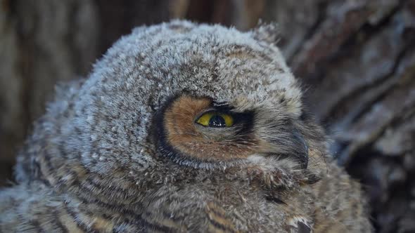 Great Horned Owlet with eyes squinted watching something