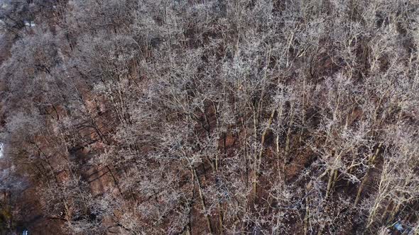 Brown trees in winter season. Flying over the forest.