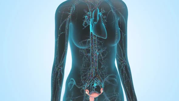 Distribution of the female hormone estrogen in the body