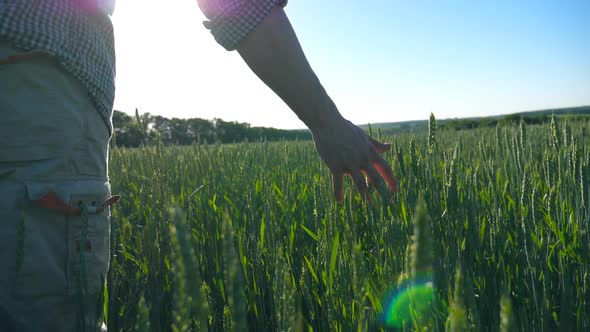 Male Farmer Hand Moving Over Wheat Growing on the Plantation with Sunlight at Background